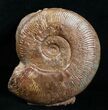 Pseudogrammoceras Ammonite - France #4334-2